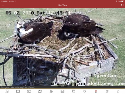 Still busy in nest, no eggs yet! Very windy today, the nest is about 37’ up. Still working on live stream. IT glitch!