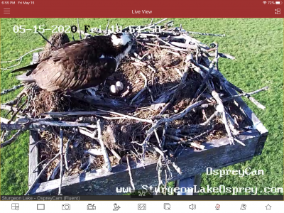 Beautiful Evening-Still sitting on 2 Eggs!