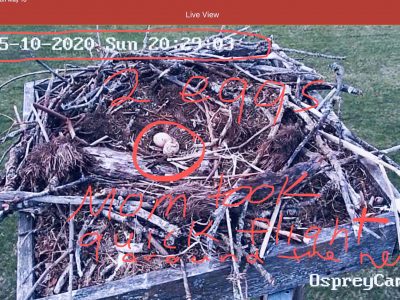 2 Eggs! Mom (on Mother’s Day) took a quick flight around nest before nestling in before darkness!