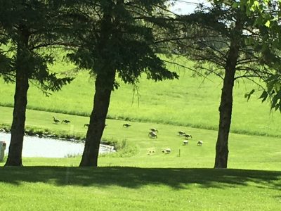 Another beautiful evening, sunshine, a little cool! But here is the activity today around the pond!