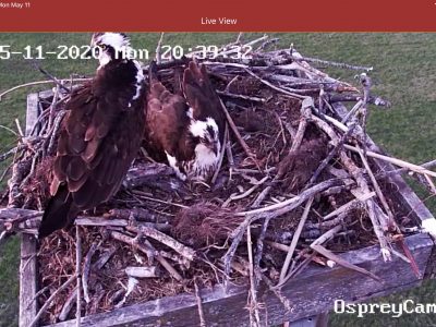 Dad checking in with mom at the nest before sunset. There are two eggs under mom!  Dad spends his night in the nearby tree line.