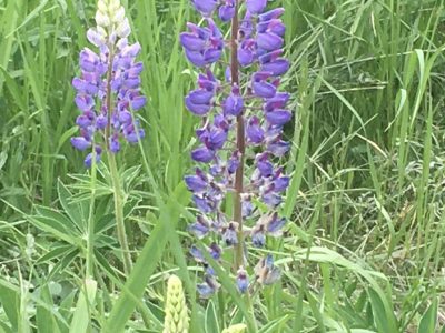 And a purple lupine!