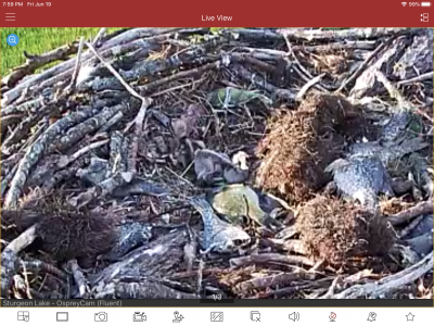 Here’s a different view of the two baby ospreys!