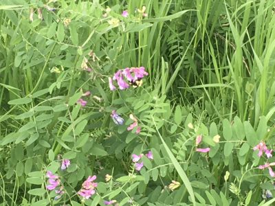 Just a couple of nature’s wildflowers during this evenings walk.