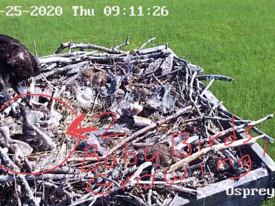 Baby Ospreys are growing quickly!