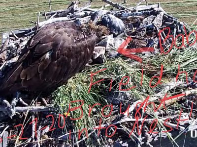 Haying Time at the farm…Papa Osprey collected a little fresh hay and brought it up to the nest to make safe perimeter for the baby ospreys! (Nest is 37’ in the air on a pole).