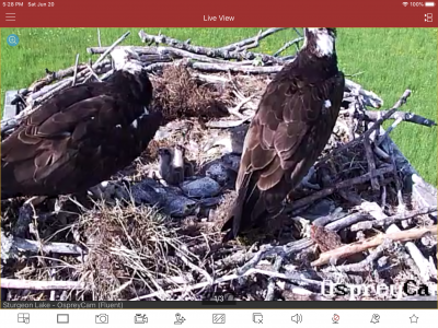 Feeding Time for the two little ospreys! Beaks are open!