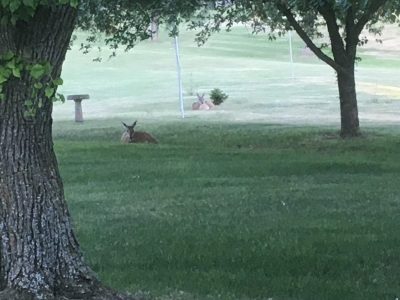 2 baby deer taking a break