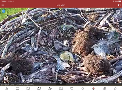 2 baby birds in nest! Sorry, we are still working on live feed.