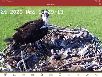 The two baby ospreys are growing!