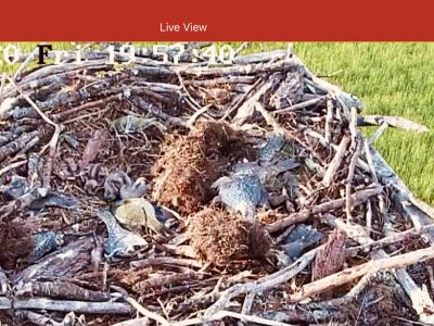 Pix of 2 baby ospreys in nest