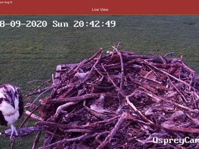 Baby Osprey checking out the branch in the nest!