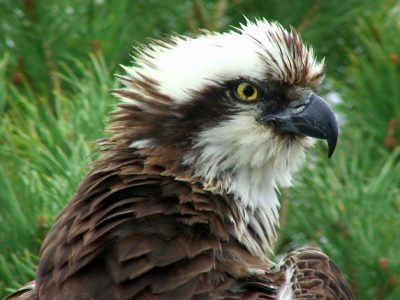 Closeup Picture Of An Osprey-aren’t they beautiful? Note: picture is from a website, not from our nest (sorry).