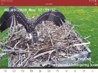 Survival of the Fittest, one Osprey baby remains…got big and testing those wings!