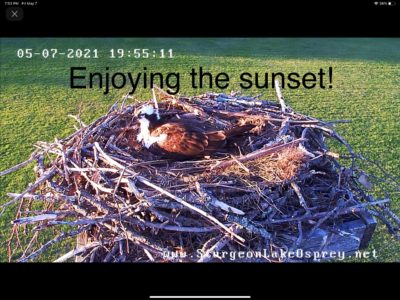 Minnesota sunset from atop the nest