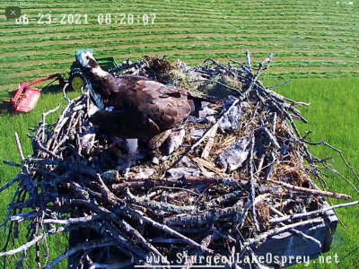 06.23.21 Haying Time & sad news-we lost one baby osprey!