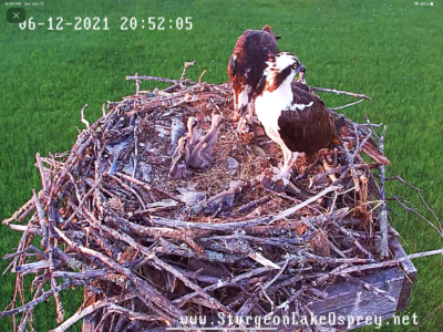 3 baby ospreys-feeding time in nest!