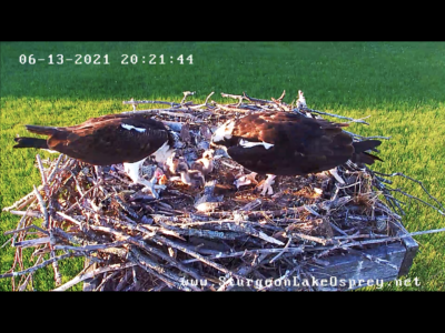 06.13.21 Mom and Dad feeding the baby ospreys!