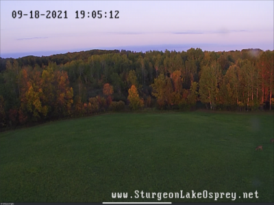 Ospreys are gone—but look at those trees!