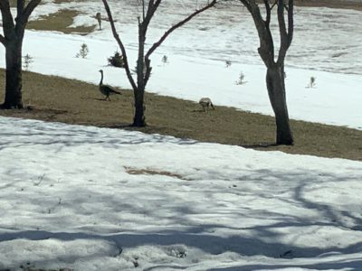 03/20/22 First Day of Spring-2 Geese Arrived 52 Degrees!