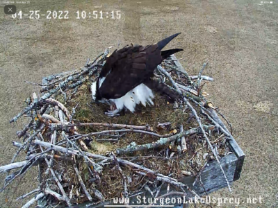 04.24.22  We have ONE egg! 34degrees on top of nest! WANTED: spring weather!