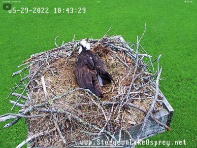 05.29.22 From the Nest-Look at that green field!