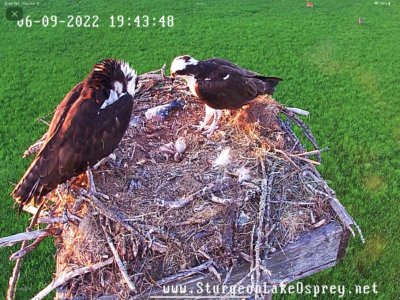 06.09.22 We have one baby osprey so far!