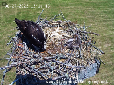 06.27.22 Nest Update-Only 1 Baby Osprey