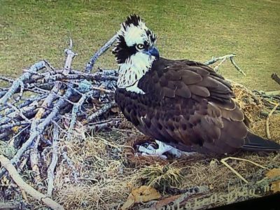 04.23.23 Grace is back & Nest is Getting Organized