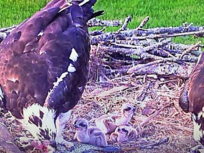 06.10.23 Update-3 Little Ospreys in Nest