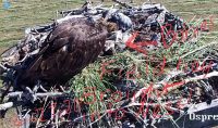 Haying Time at the farm…Papa Osprey collected a little fresh hay and brought it up to the nest to make safe perimeter for the baby ospreys! (Nest is 37’ in the air on a pole).